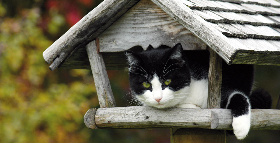 Mieter gesucht: Motiv Katz im Vogelhaus