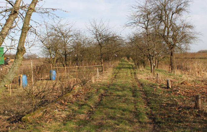 Obstgarten