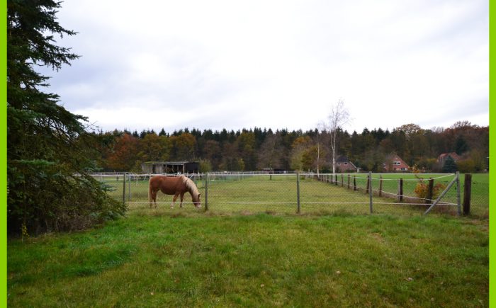 Das zusätzliche Weideland.